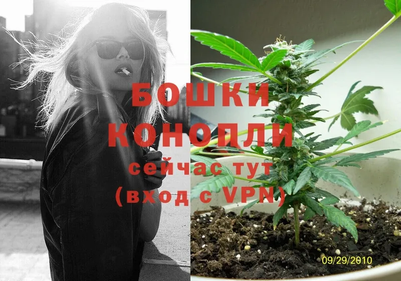 Конопля OG Kush  Шагонар 